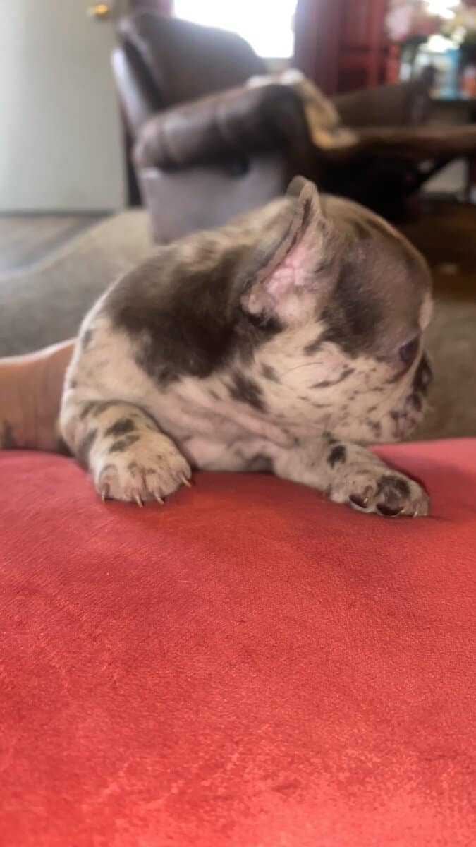 French Bulldog image 3