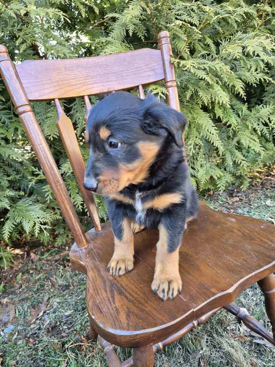 English Shepherd Puppy Finn image 2