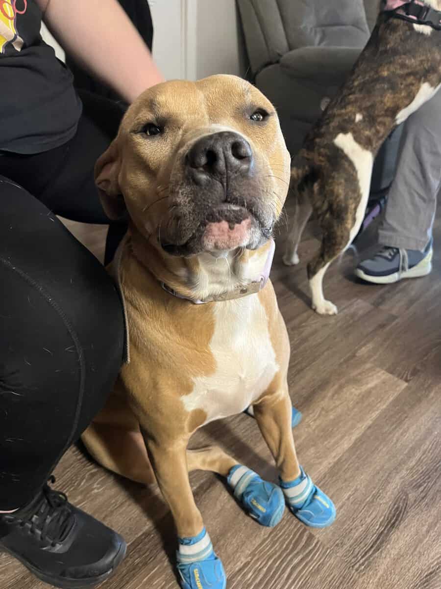 Sly cooper is looking for her forever home image 5