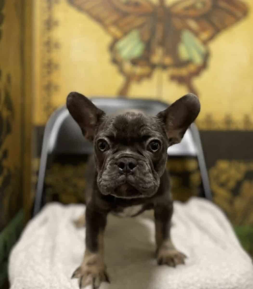 French bulldog image 2