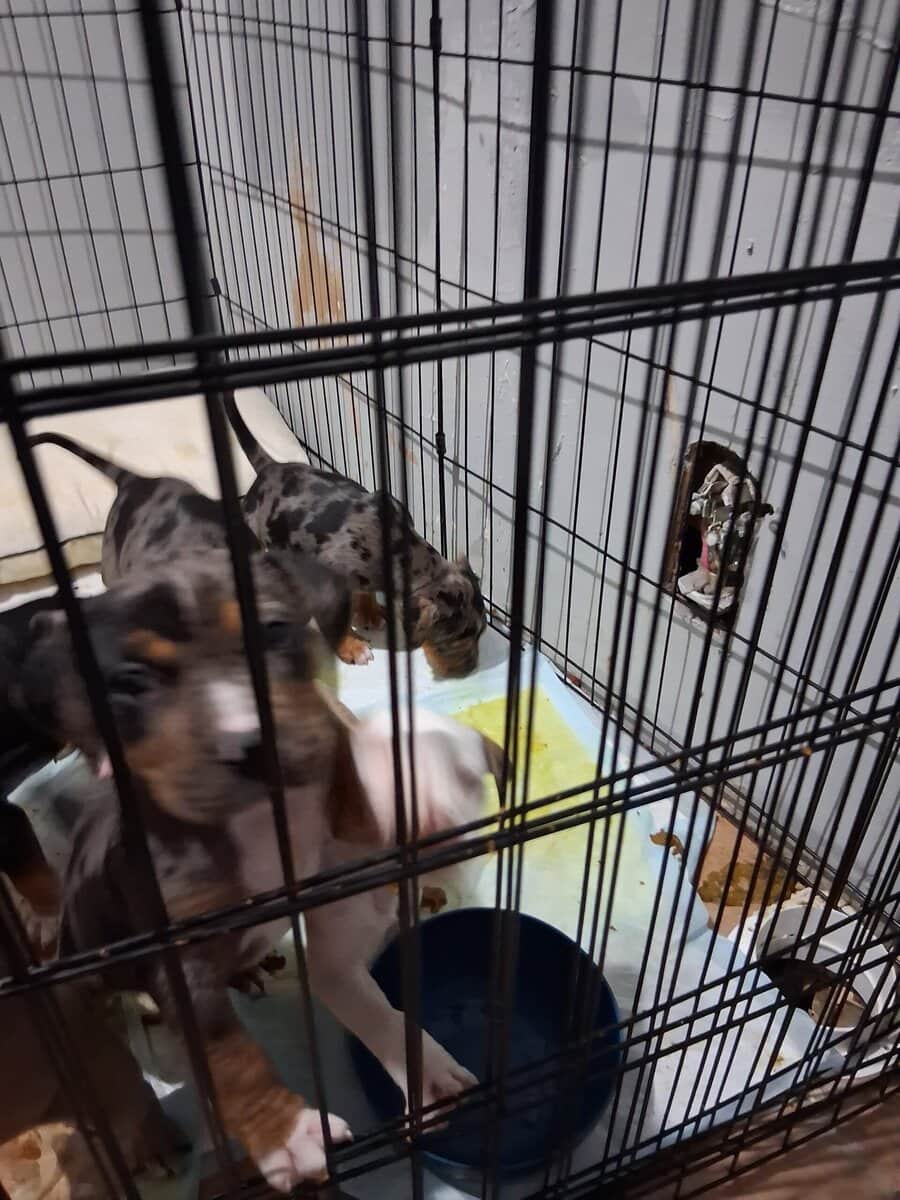 Beuitful merle bullies image 3