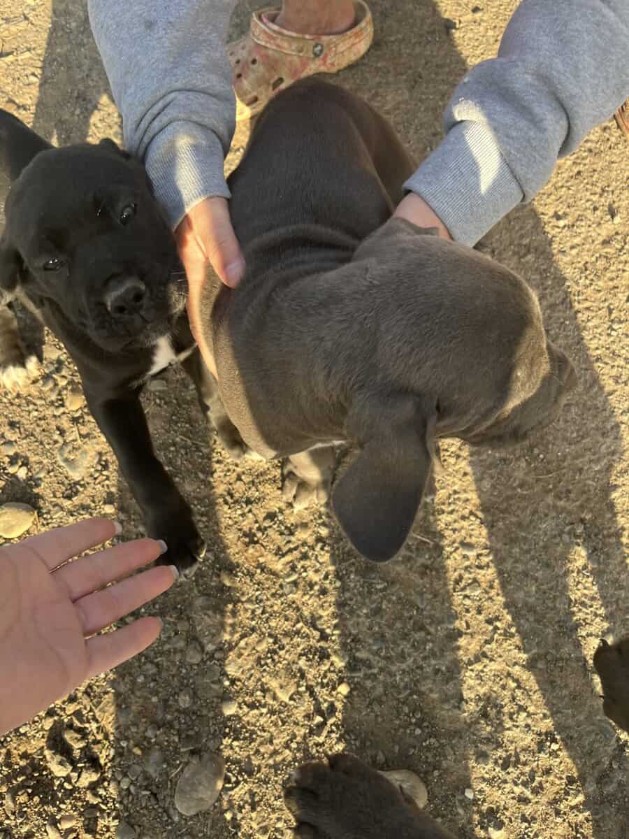 Cane Corso Puppies image 3