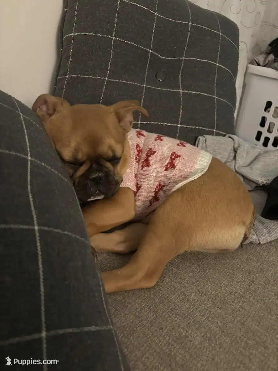 French Bulldog for sale image 3