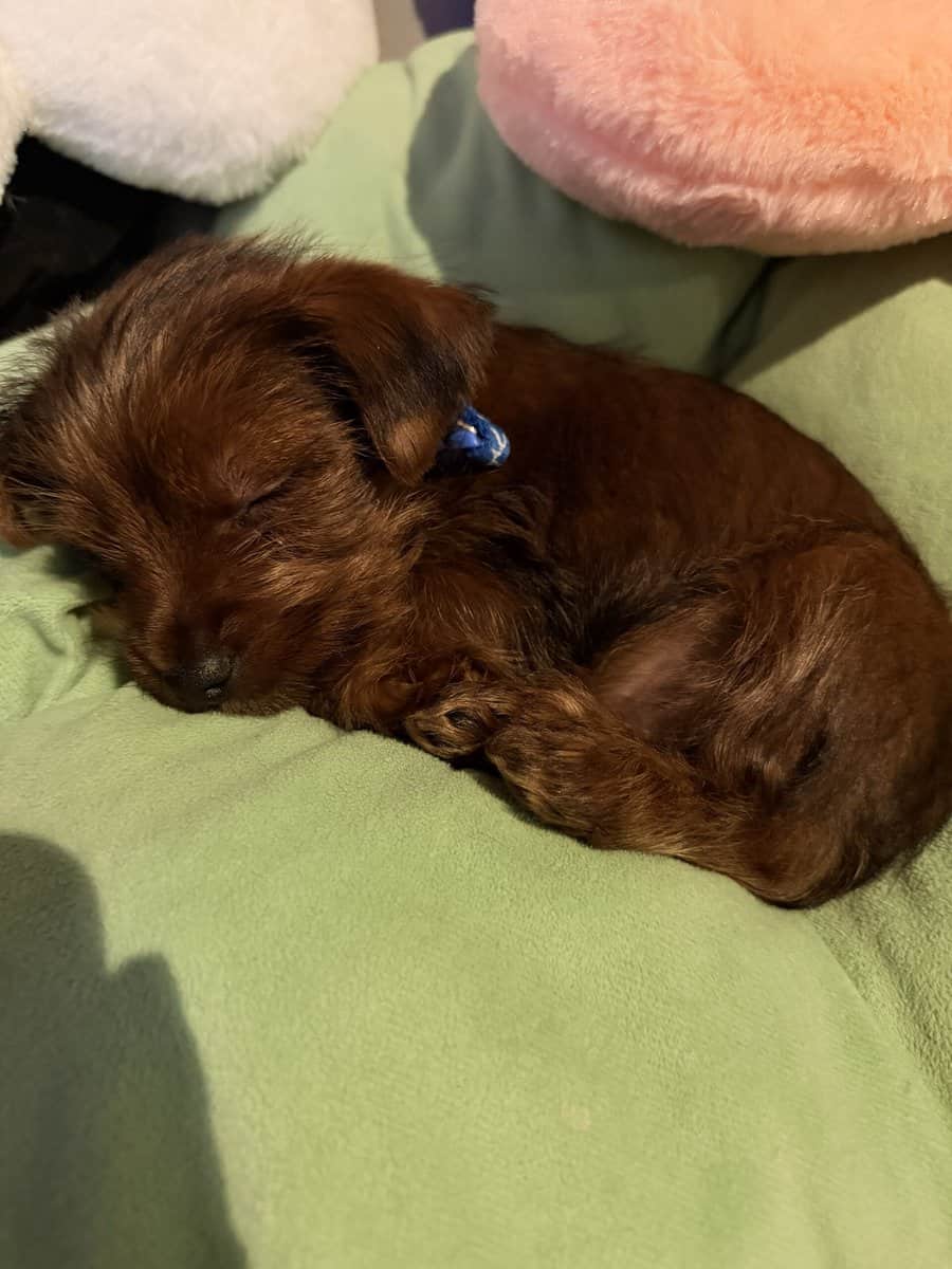 10 week yorkie image 2
