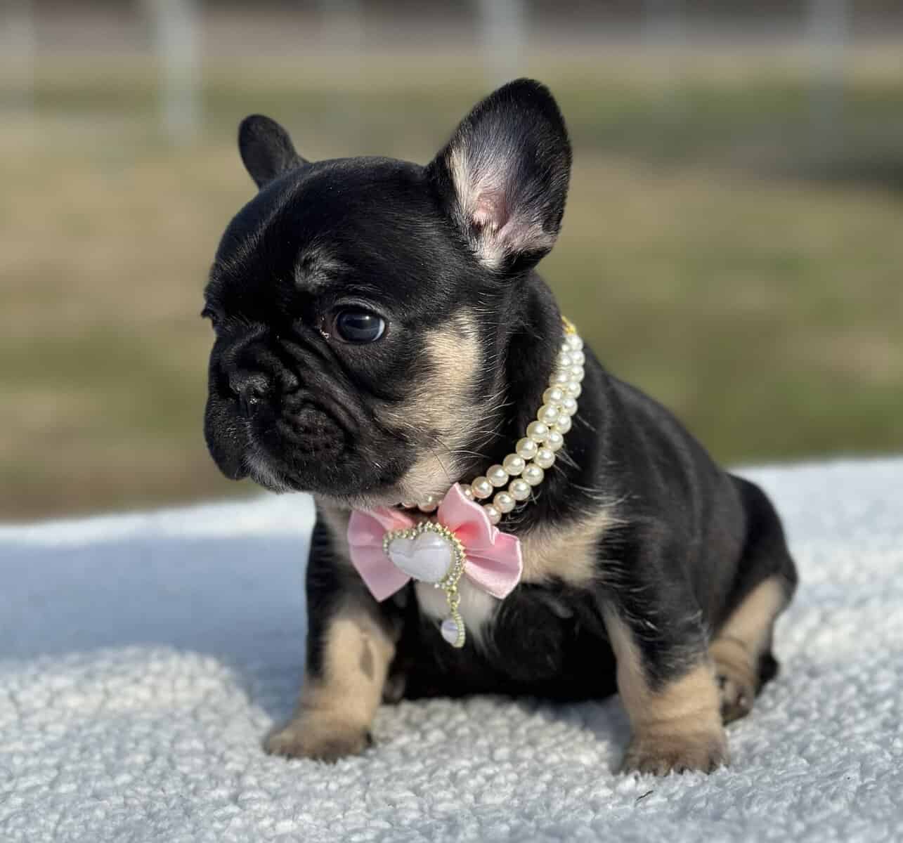 French bulldog AKC image 10