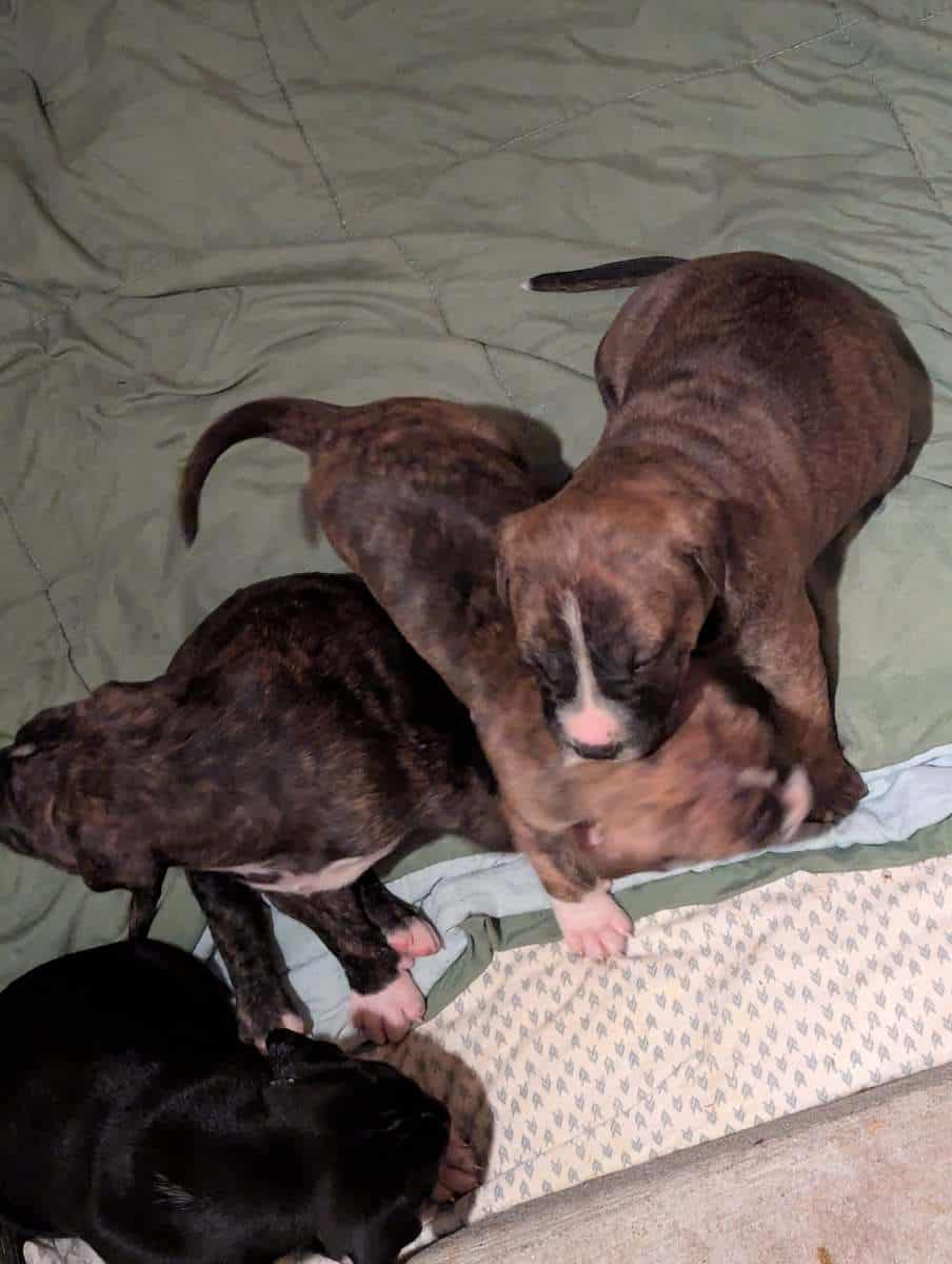 Adorable Puppies 4 Sale image 3