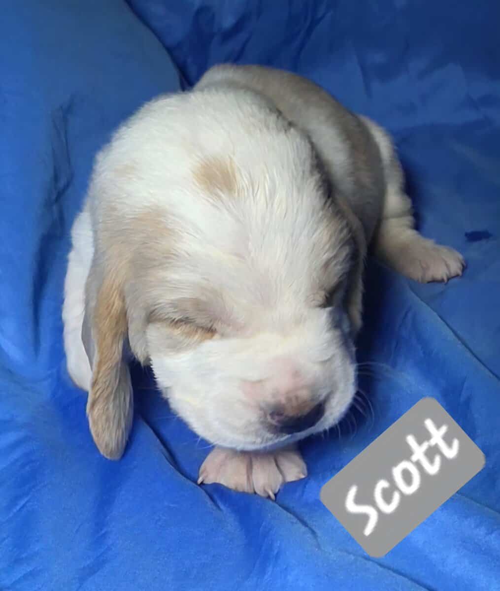 Scott- male baby basset hound image 1