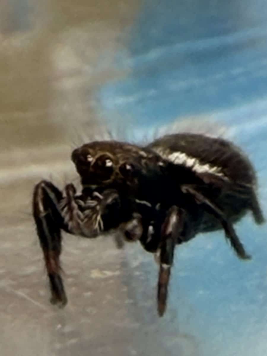 Regal Jumping Spider Slings image 3