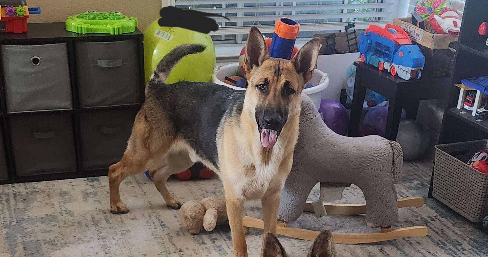 Rehoming 2 German Shepherds image 4