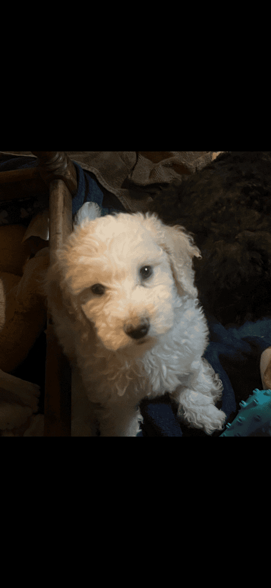 Poodle Puppies image 3