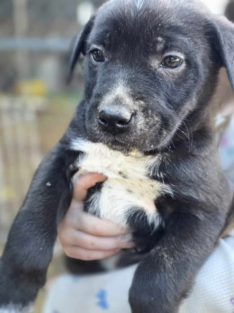 Puppies image 4