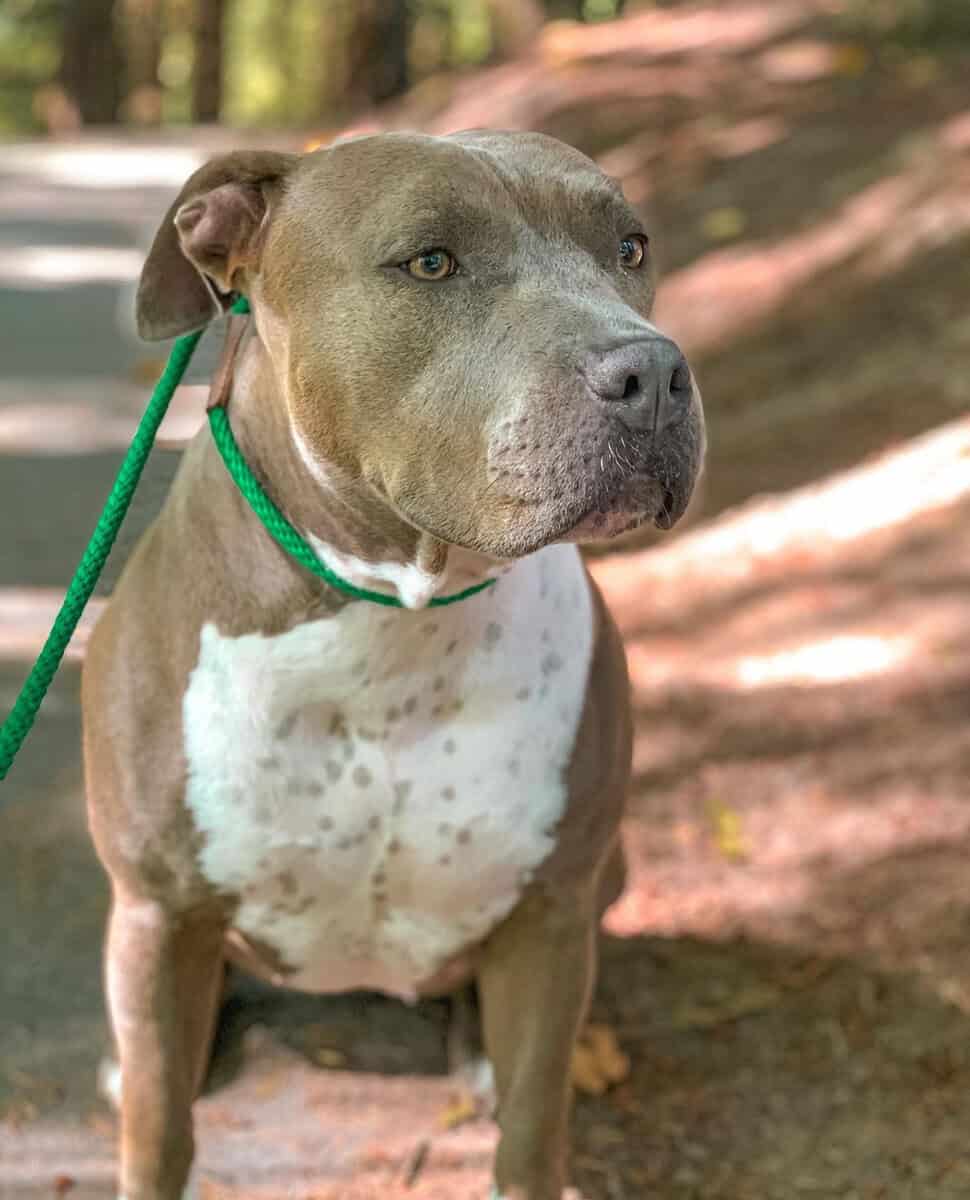 Loving American Staffordshire Terrier. image 1