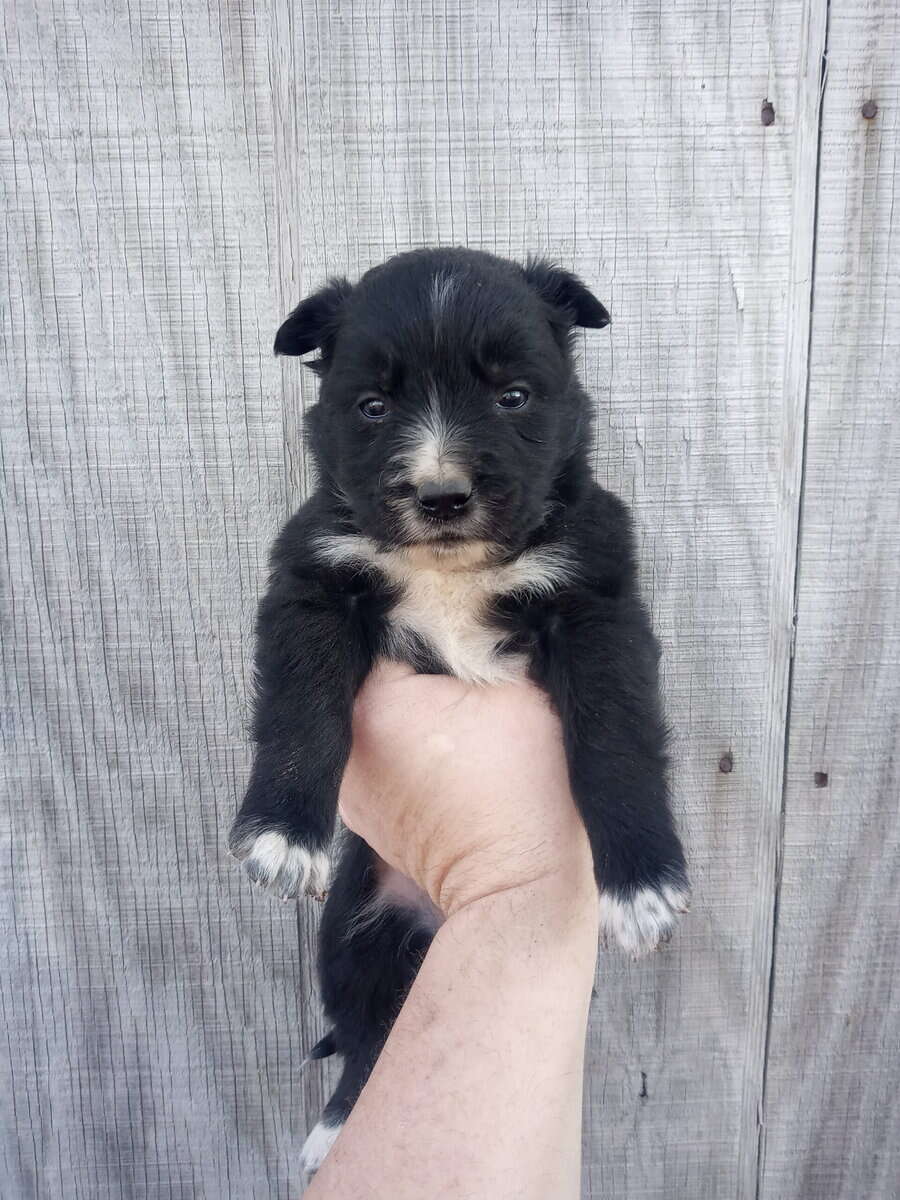 Border collie golden Retriever mix puppies image 1