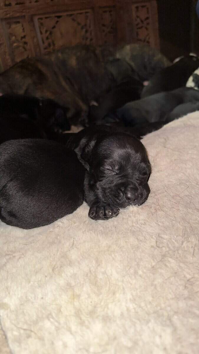Purebred Cane Corso xGerman Shorthair Pointer (VA) image 20
