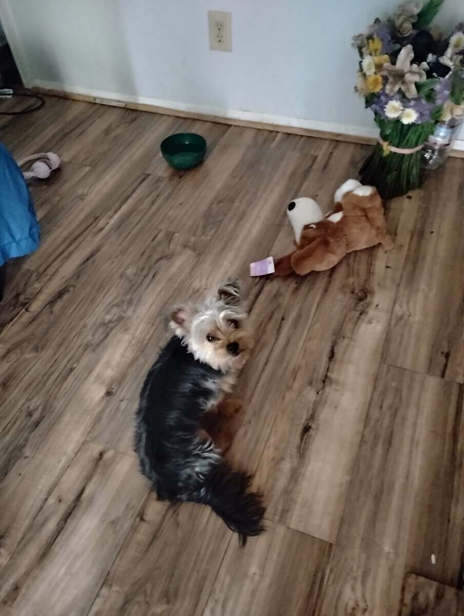 Yorkie shih Tzu for sale image 3