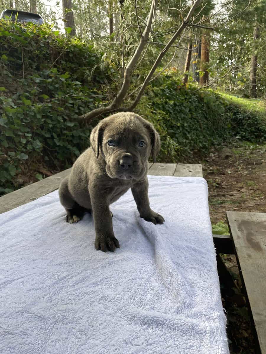 Cane Corso Litter for Sale image 5