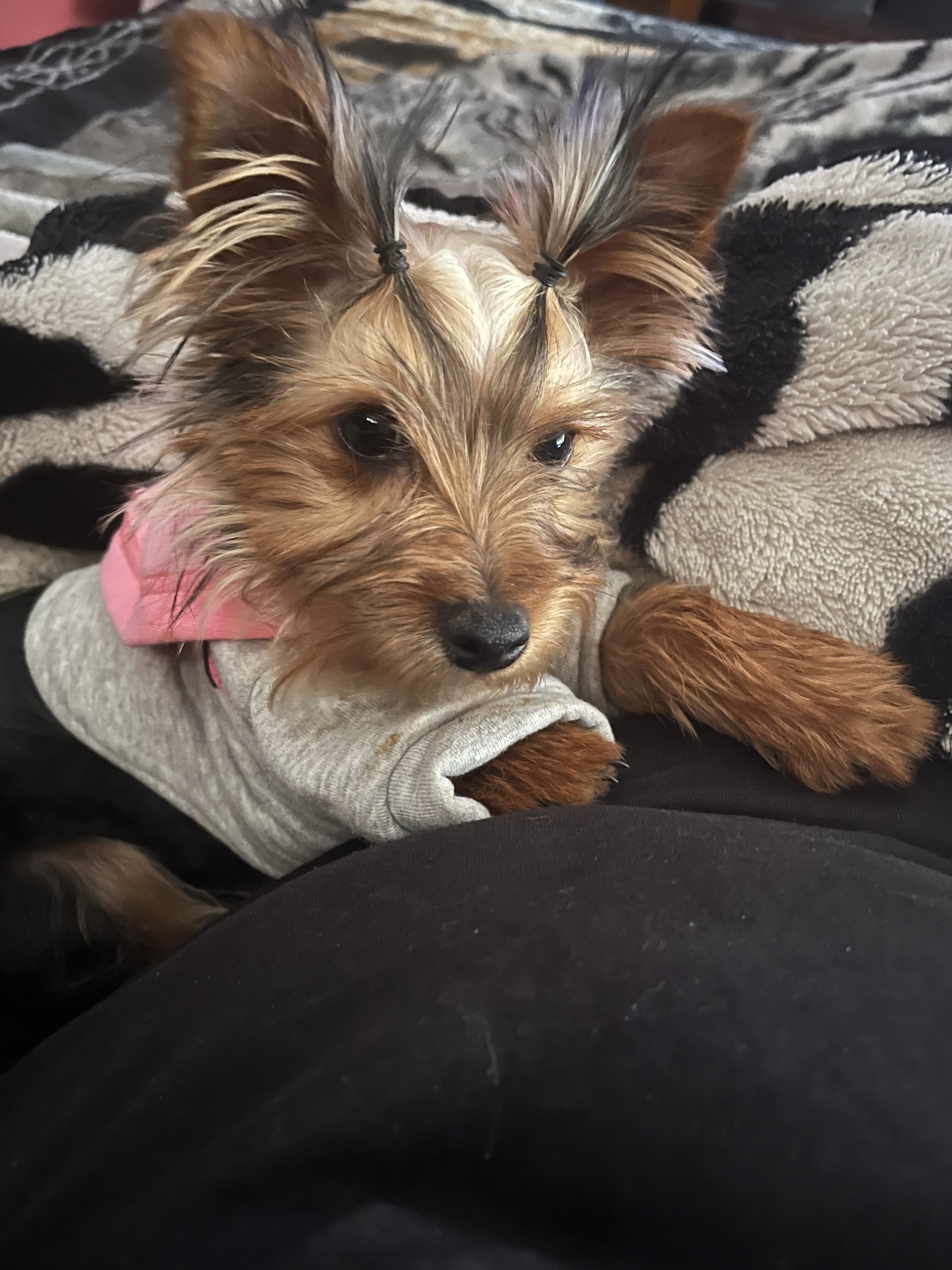 Purebred Yorkie puppies image 5