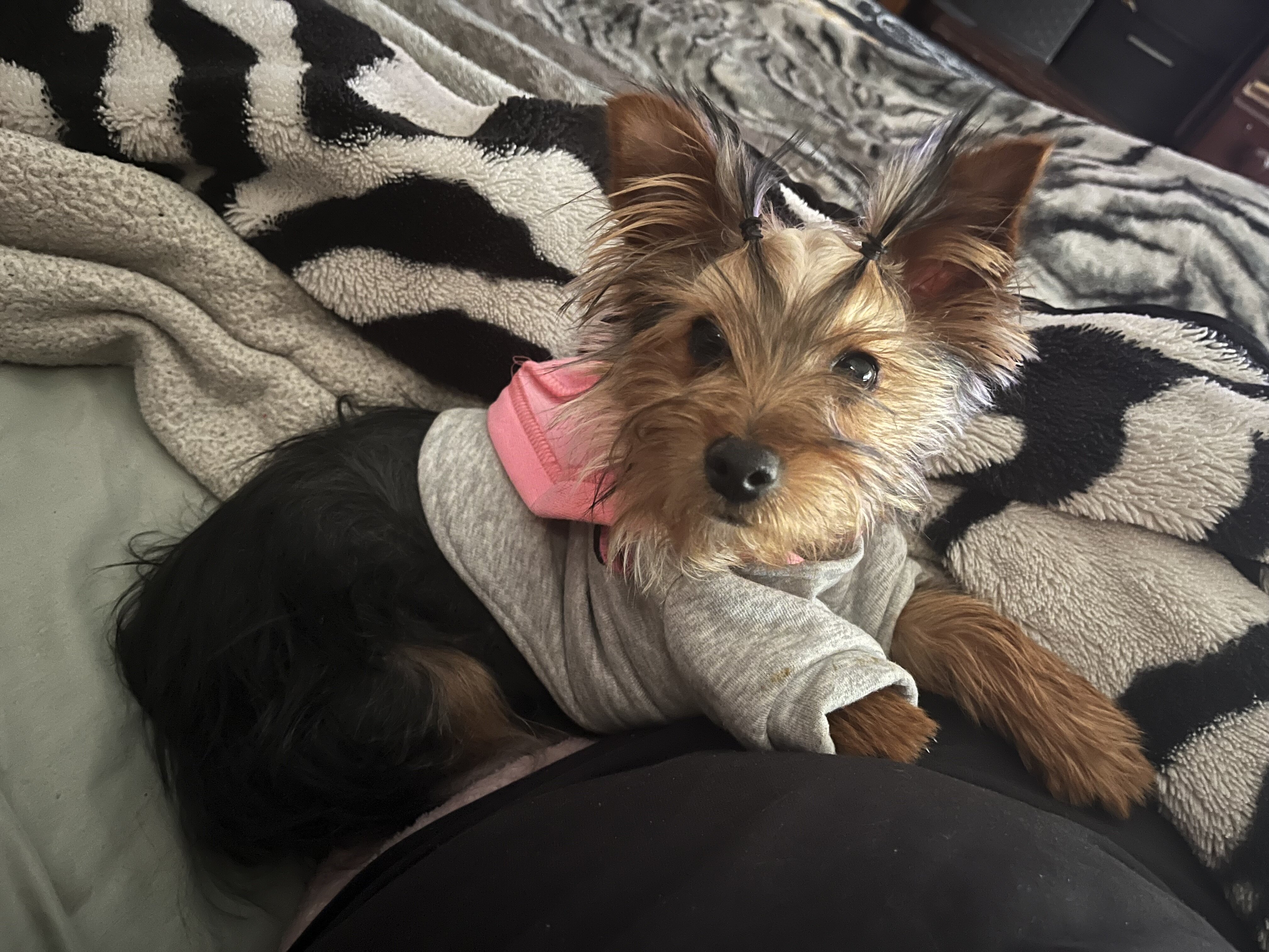 Purebred Yorkie puppies image 6