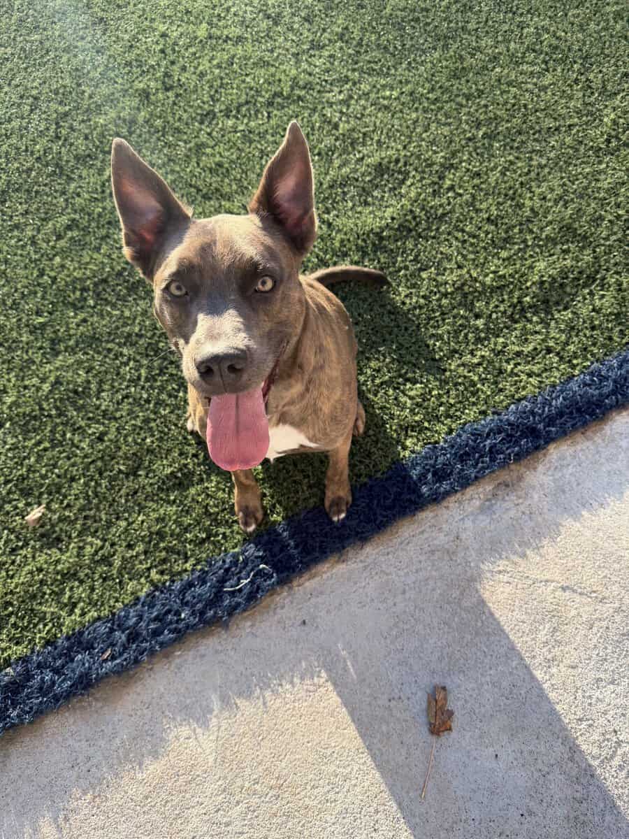 Pitbull mix looking for his forever home image 2