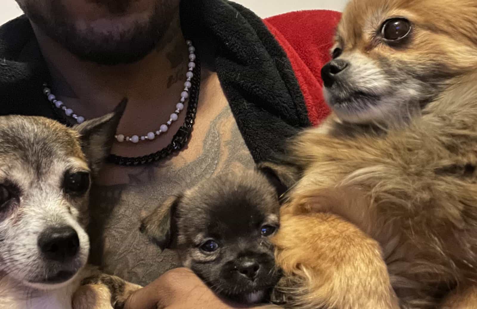 3 Pups For Sales (individually) image 3