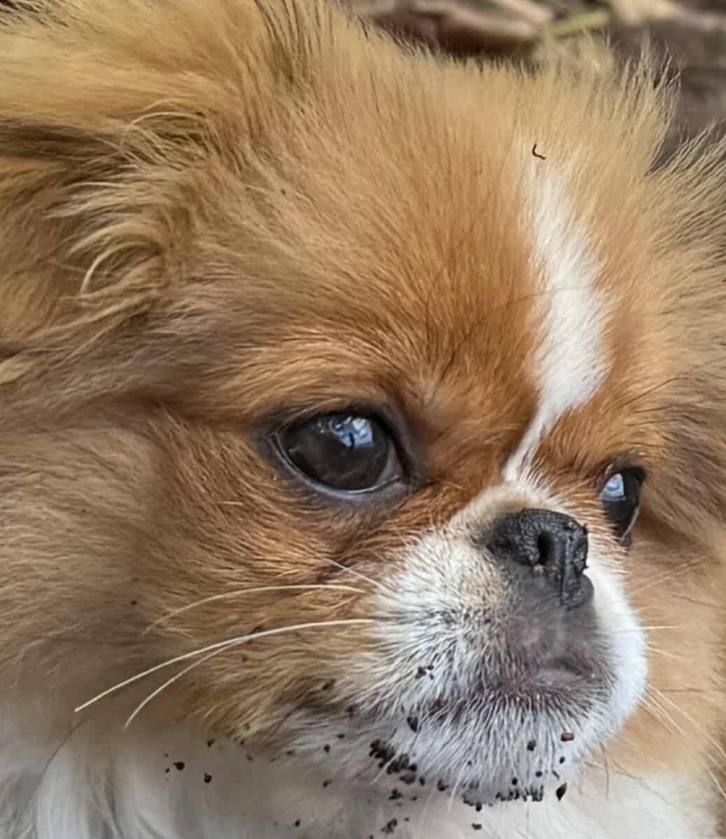 AKC Japanese Chin puppies in Hawaii image 1
