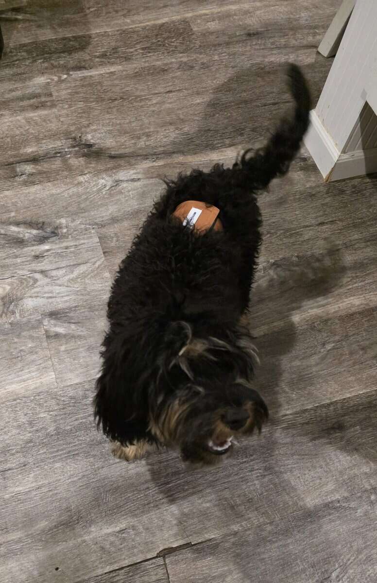 Cavapoo image 1