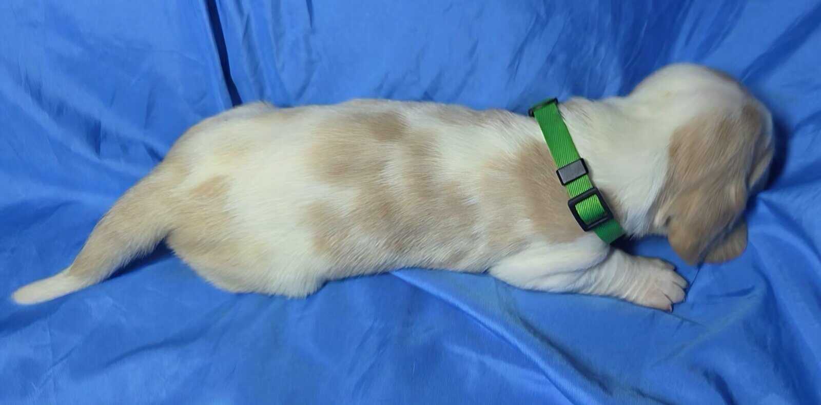 Stiles- male baby basset hound image 3