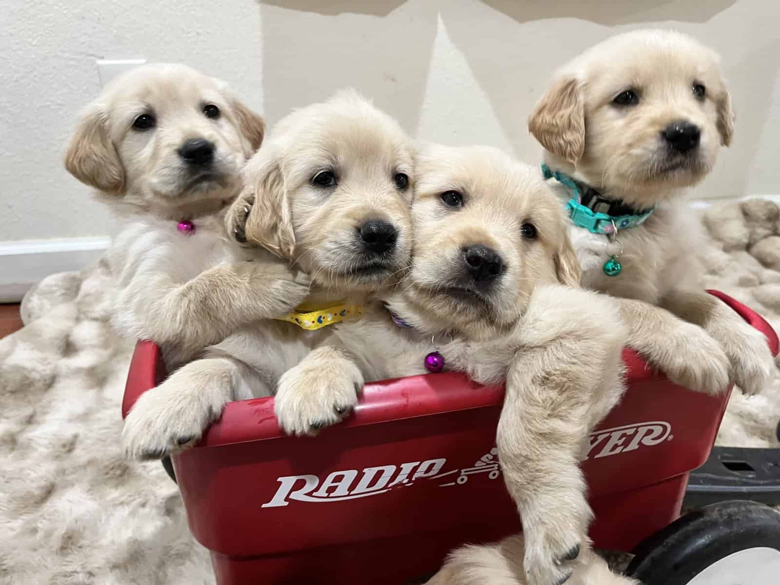 Golden Retrievers puppies image 1