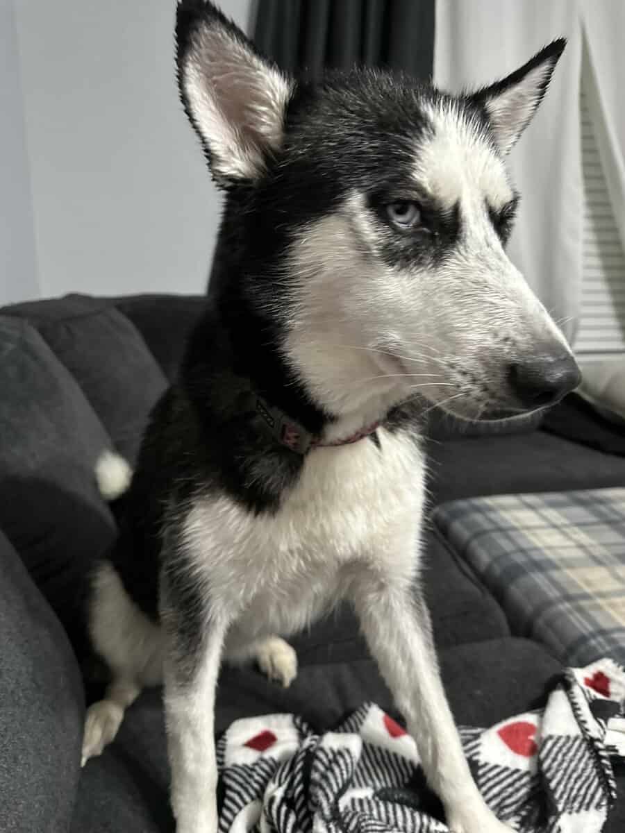Great dogs needing home due to family change image 1