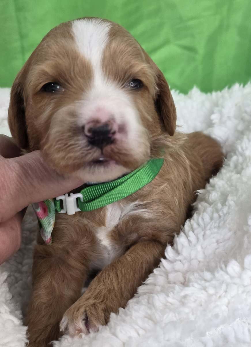 Adorable Mini Goldendoodles image 5