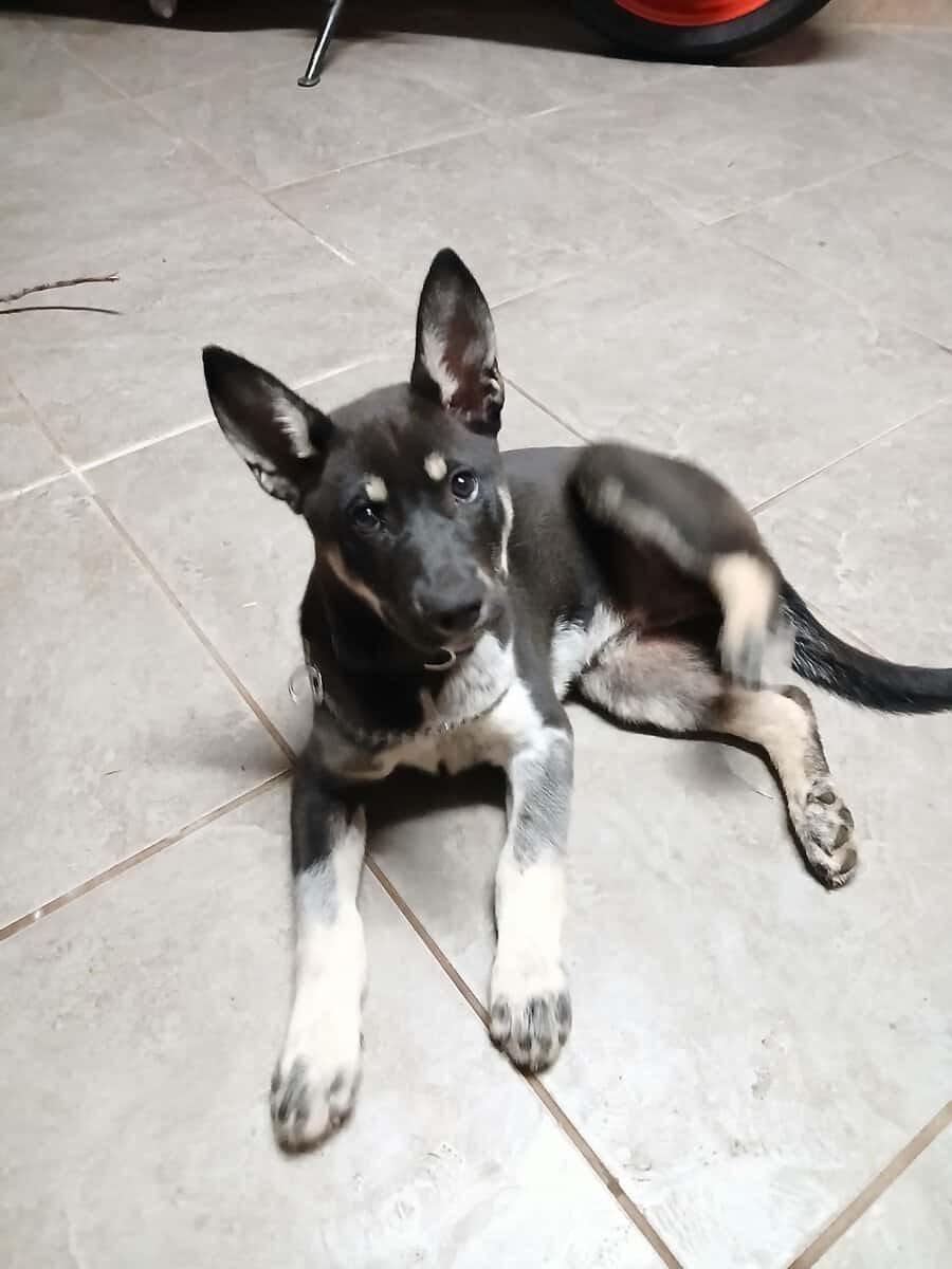 German Shepherd/ Husky Mix image 1