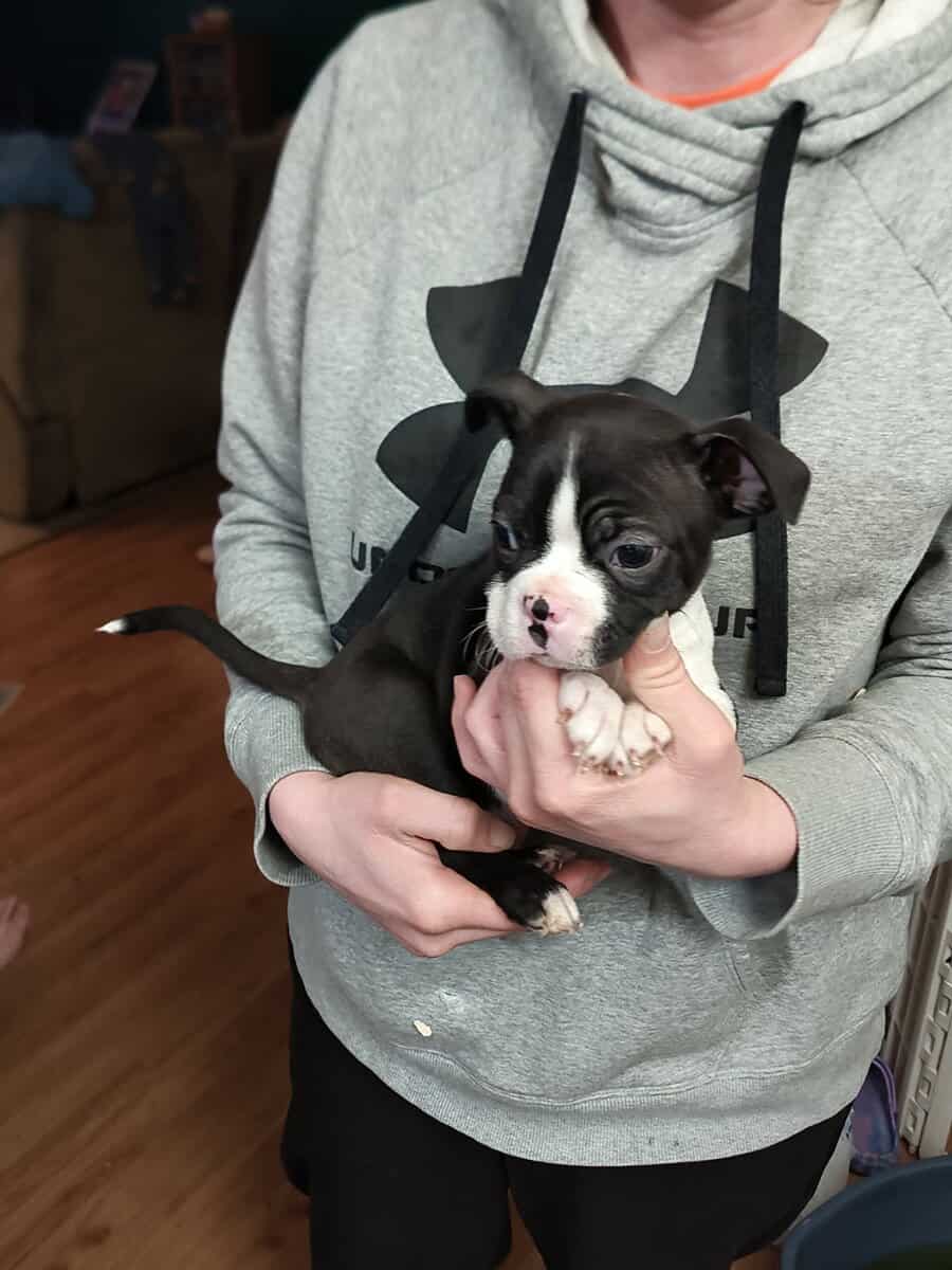 Boston terrier puppies image 6