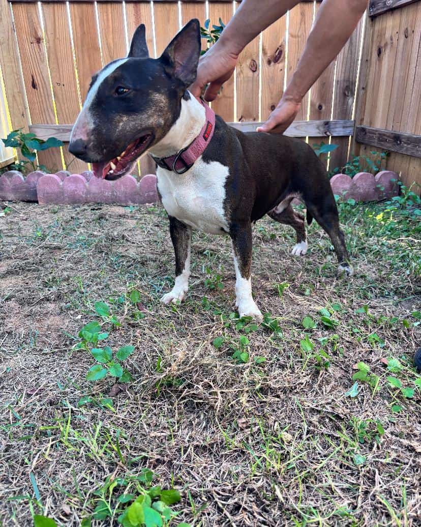 Female Bull terrier image 2