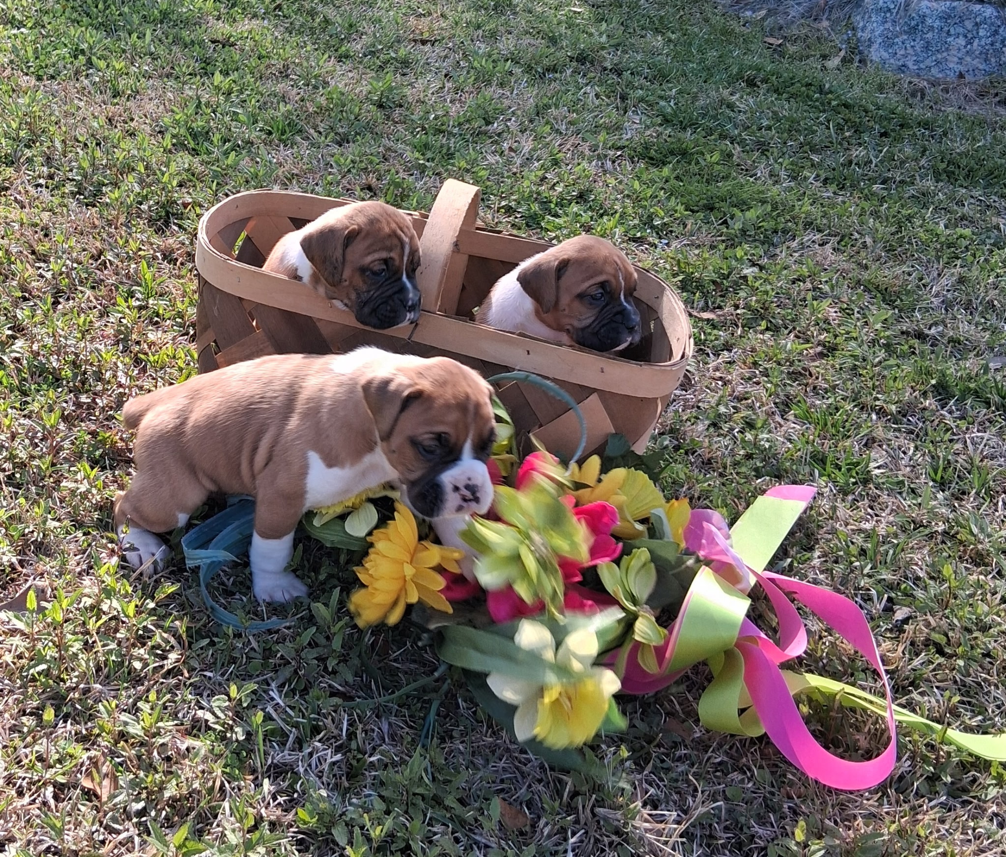 3 male Boxers image 4