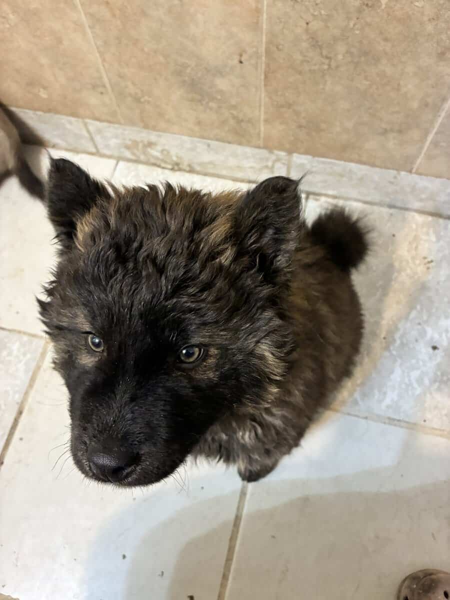 4 months old husky chow mix image 2