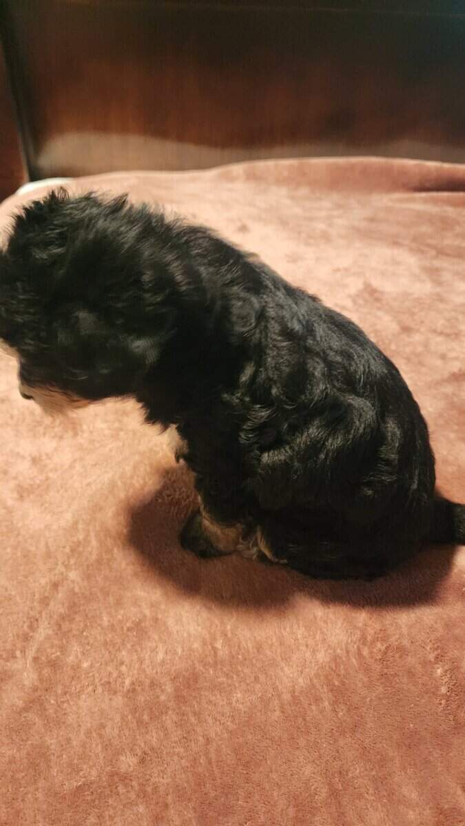 Mix Multi Poodle Puppy image 2