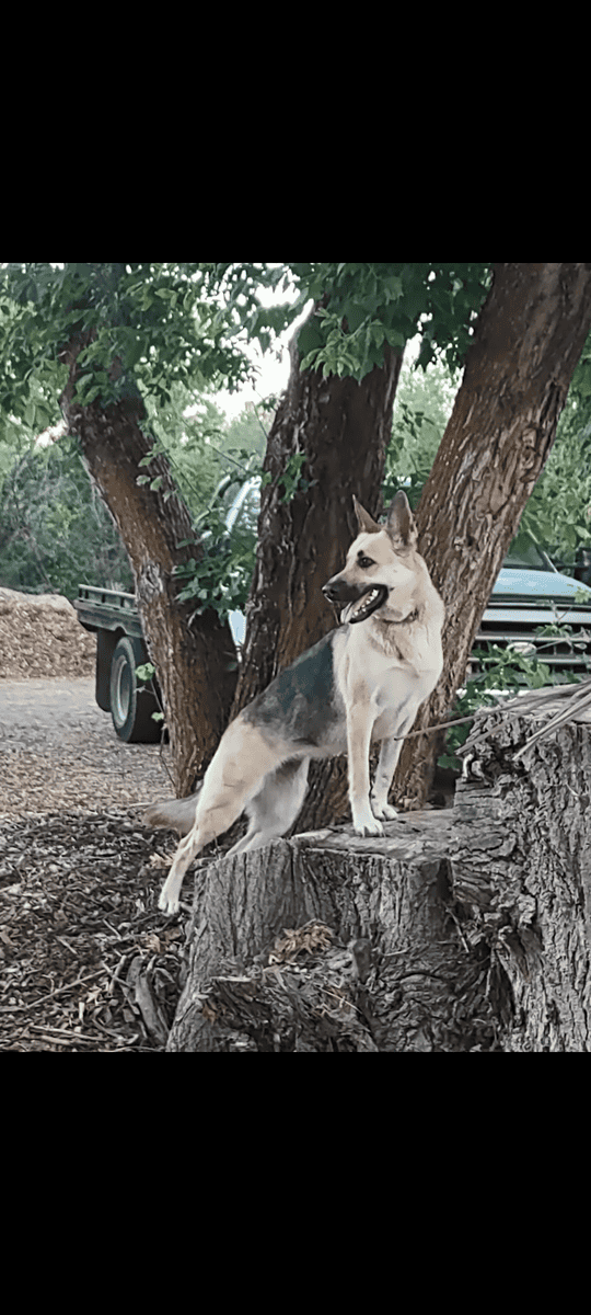 AKC German Shepherd puppies image 10