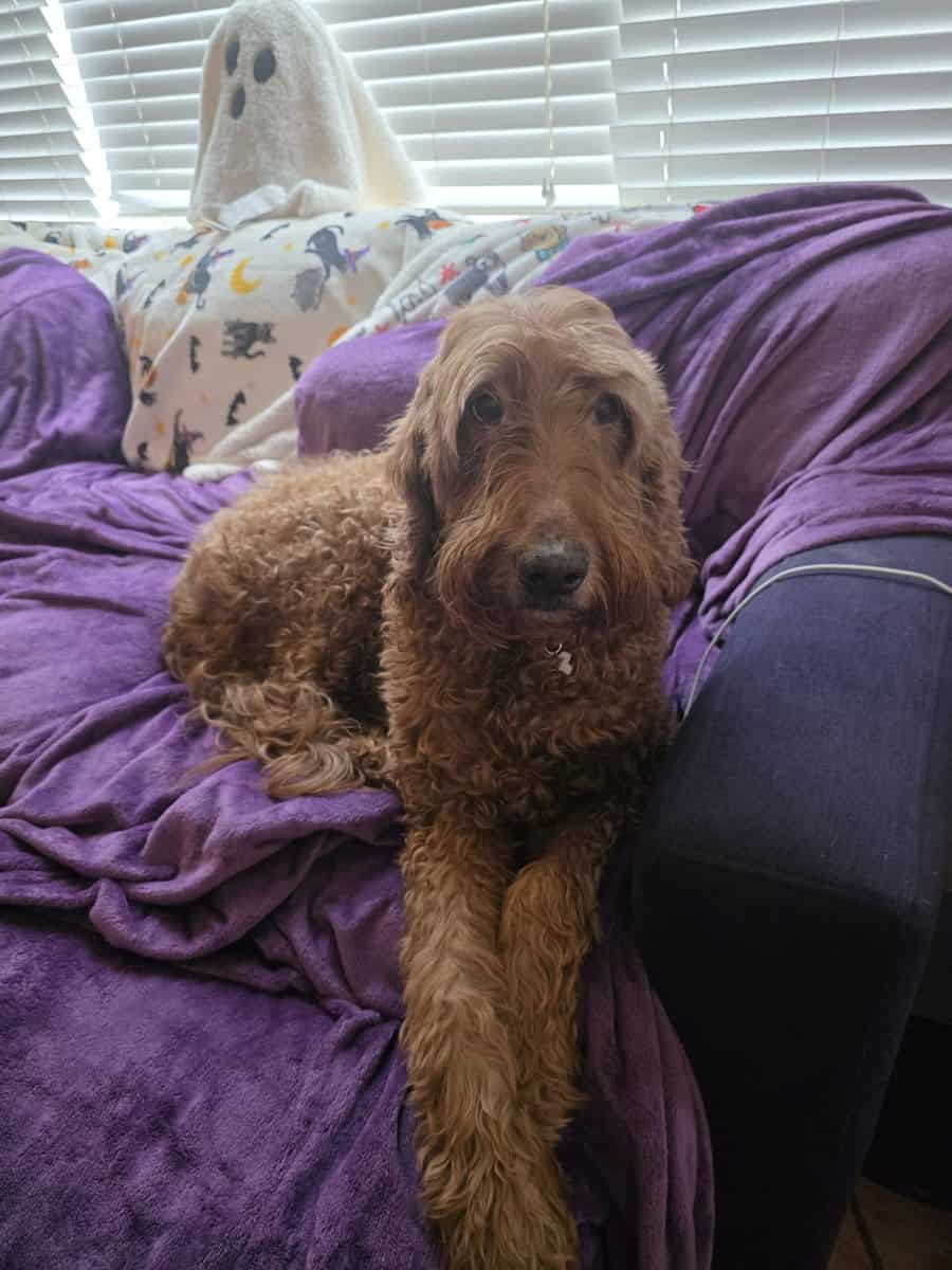 Senior dog is in need of a loving home image 3