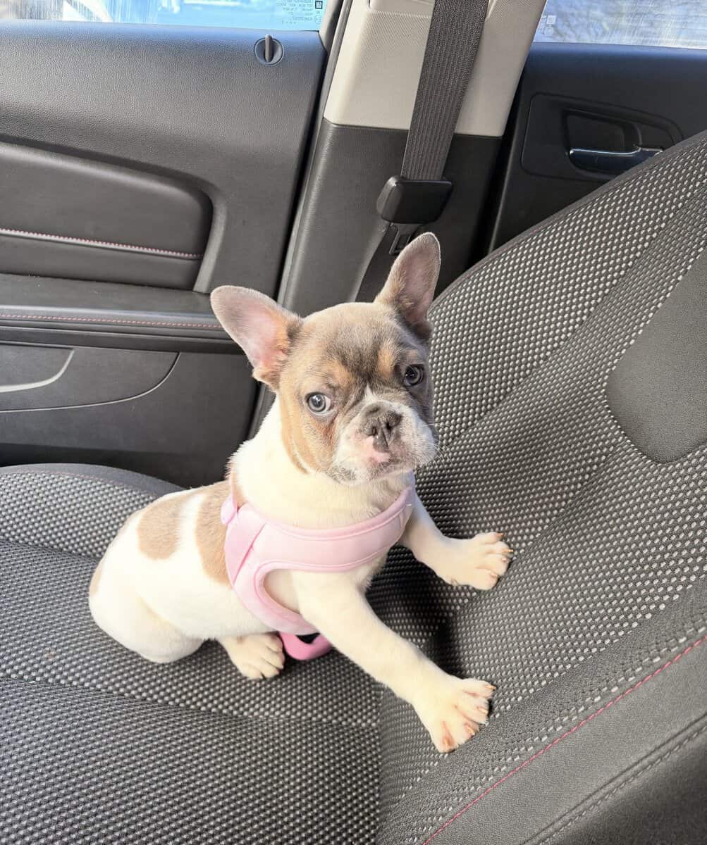 French Puppy Bulldog image 1