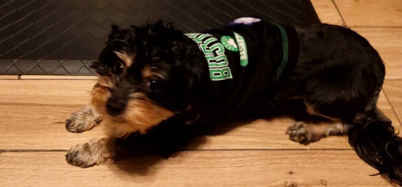 Loving Dog Needs a Family image 6