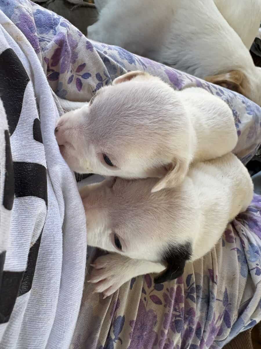 Heeler corgi mix pupies image 15
