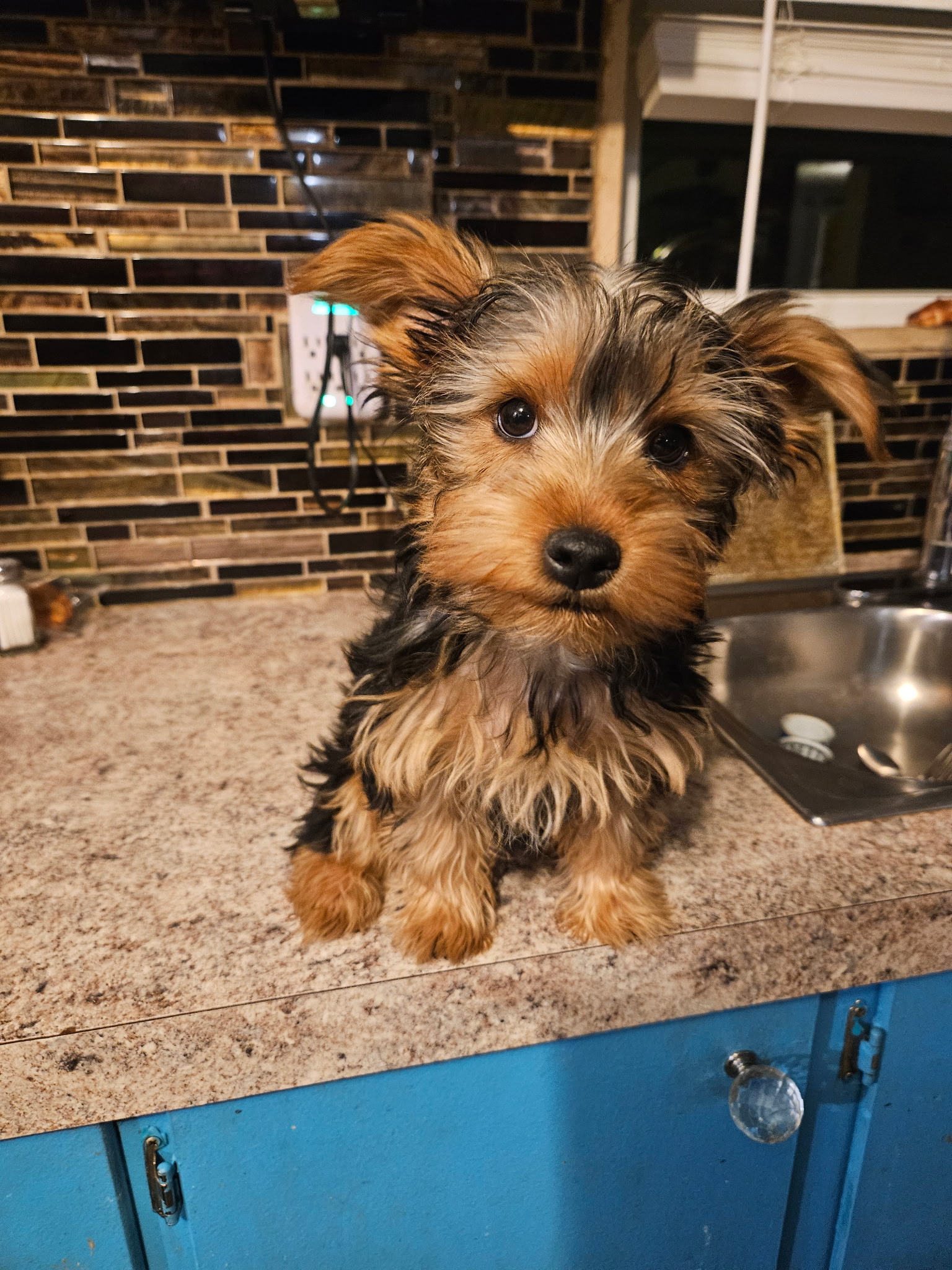Beautiful Yorkshire Terrier Puppy image 3