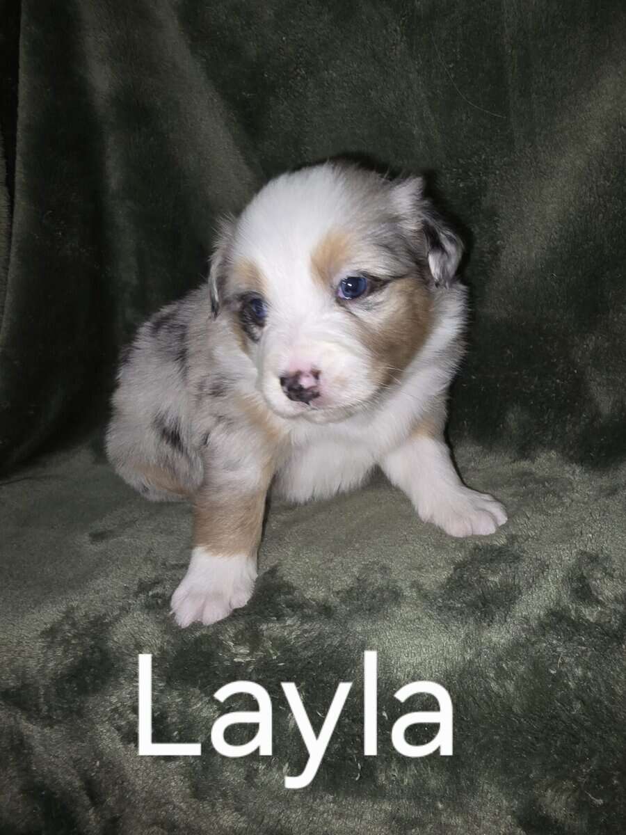 Australian shepherd puppies image 6