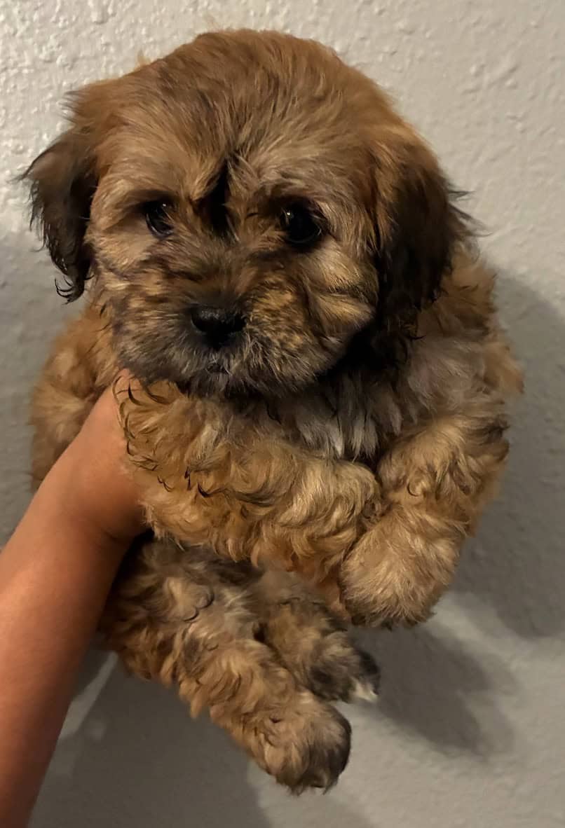 Maltipoo needs a home image 1