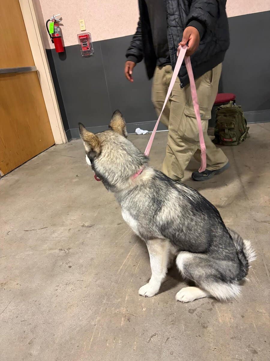 Husky siberian well trained image 6