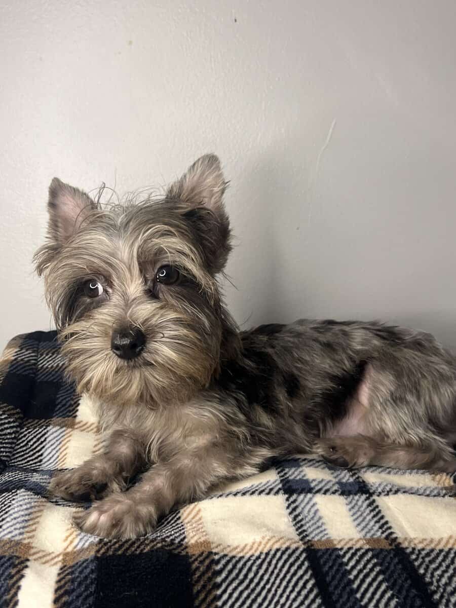 Available Yorkies image 1