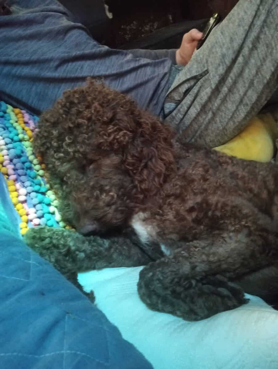 Rehoming Goldendoodle image 3