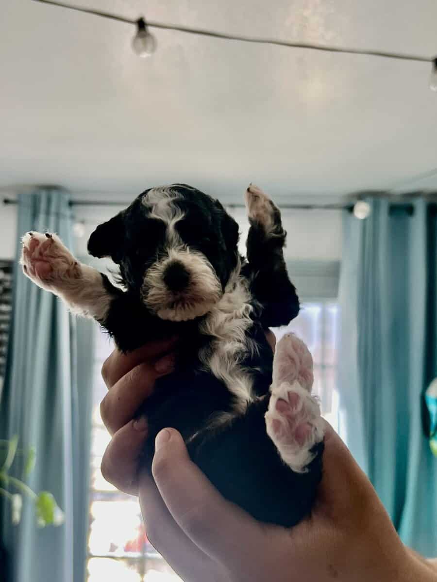 Maltipoo puppies image 5