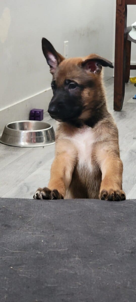 Shepherd puppies image 7