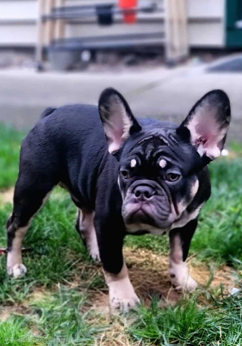 French bulldog puppies 6 Months old- Fureverr bud! image 4